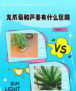 龙爪跟芦荟怎么分辨