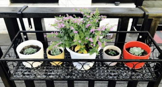 家庭养花用生根粉