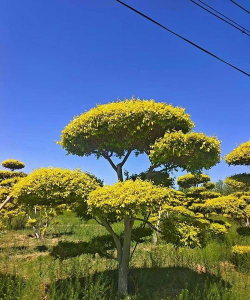 美人榆的植物又叫什么