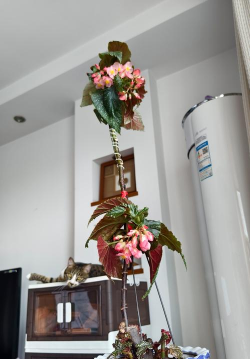 家庭养花用生根粉