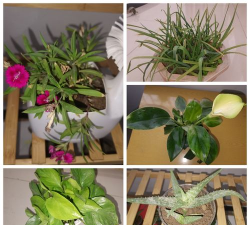 家庭养花用生根粉