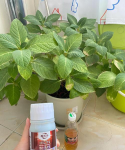 家庭养花用生根粉