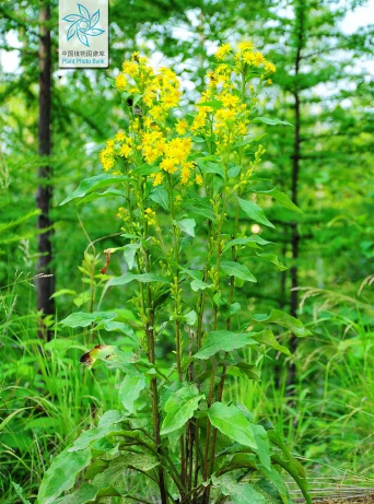 一支黄花是什么科
