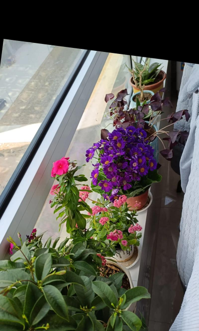 家庭养花用生根粉