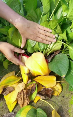 家庭养花用生根粉