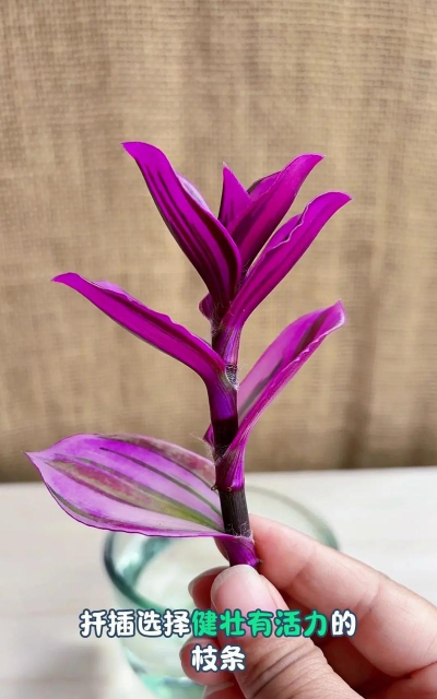 家庭养花用生根粉