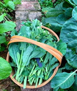 与蓝菜长什么样子