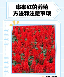 一串红如何多分枝