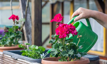 家庭养花用生根粉