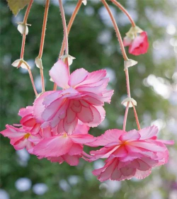 花垂是什么颜色的花