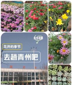青州市花卉市场如何
