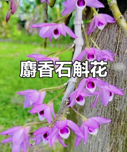 麝香花是怎么开放的