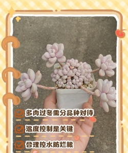 在浙江冬天多肉如何过冬