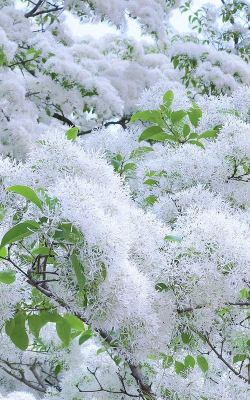 四月雪是什么树