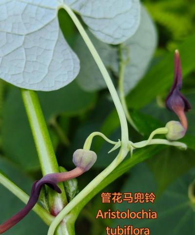 管花马兜铃种子怎么种