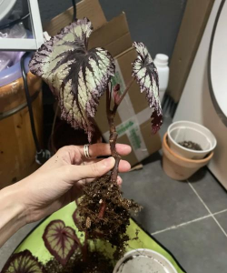 家庭养花用生根粉