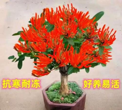 红色金银花怎么种