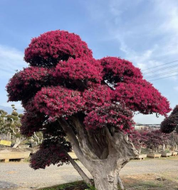 红继木怎么修剪好看