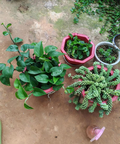 家庭养花用生根粉