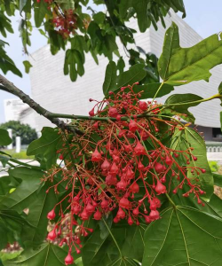 种澳洲火焰木什么地址好