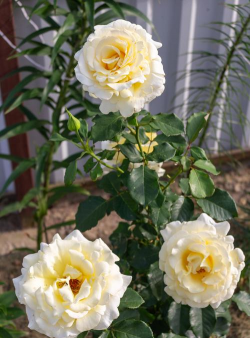 奶油龙沙月季如何种植