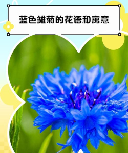 蓝色皱菊代表什么意思