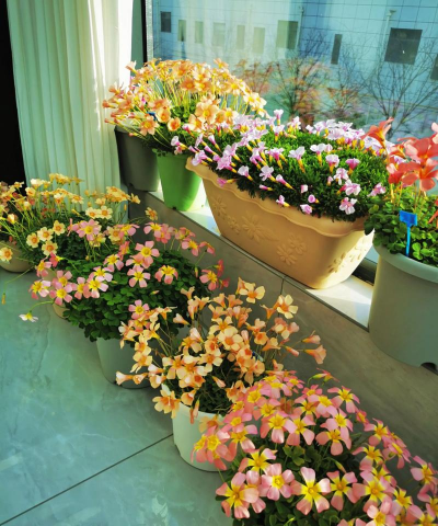 家庭养花用生根粉