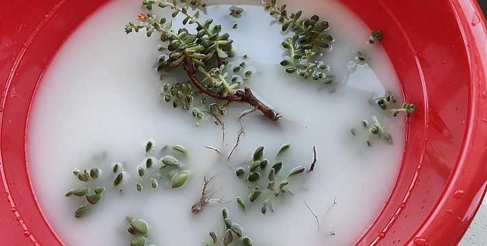 家庭养花用生根粉