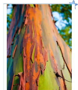 彩虹桉树英文怎么说