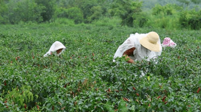 野山椒高产栽培技术