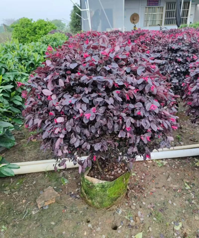 红花继木如何修剪成球