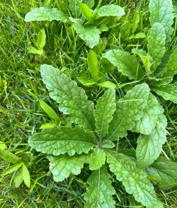 地黄的形状是什么样子