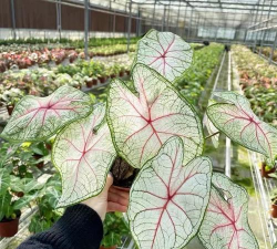 五彩芋用什么土壤