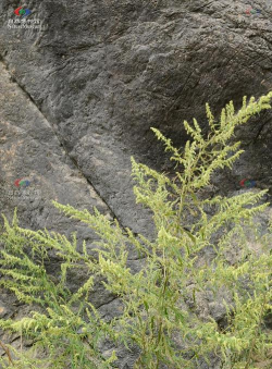 上面蒿下面的木是什么