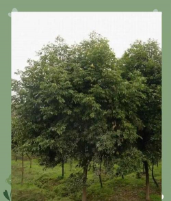 怎么区分天竺桂和香樟