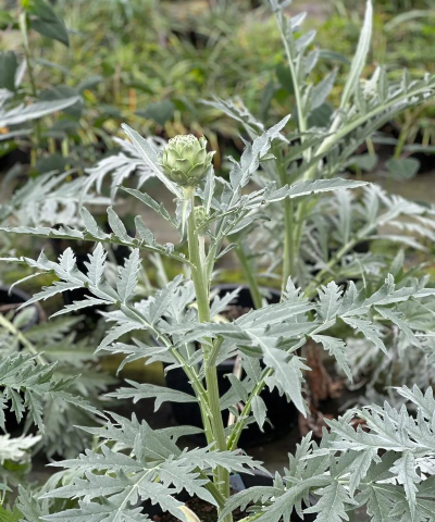 菜蓟生长在什么地方