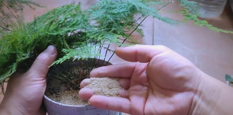 家庭养花用生根粉