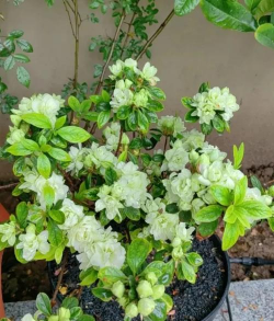 如何种植比利时杜鹃