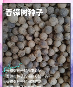 香樟树种子怎么繁殖