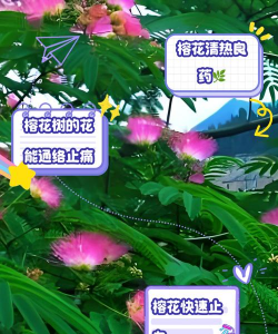 榕树花有什么药用价值