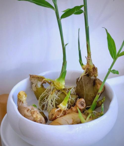 老姜泡水养花