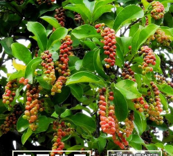 五味子树如何养护