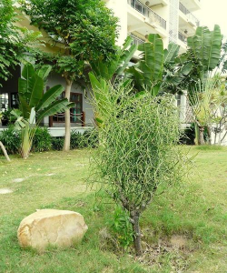 家庭养花用生根粉