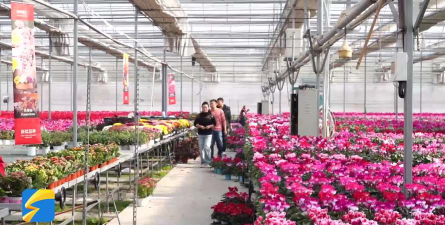 家庭养花用生根粉