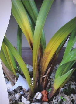 兰花水浇多了会有什么病