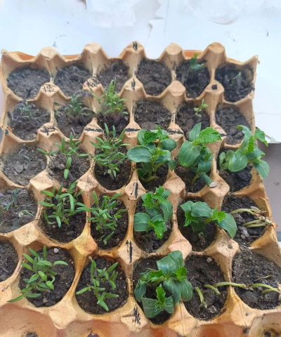 家庭养花用生根粉