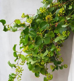 枳椇可与什么植物搭配