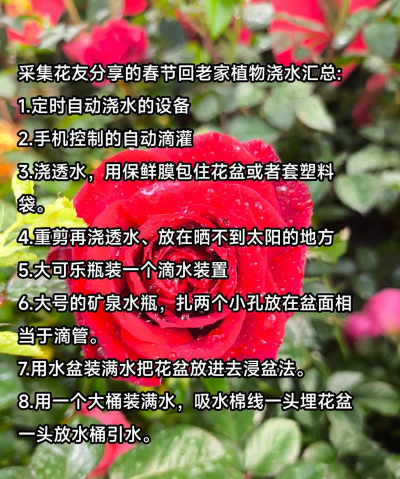 家庭养花用生根粉