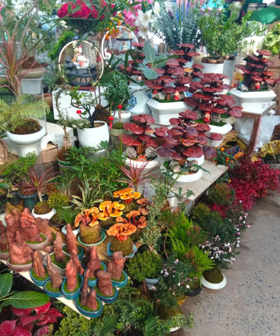 家庭养花用生根粉