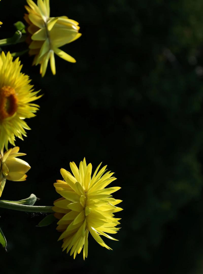 麦秆菊为什么干叶